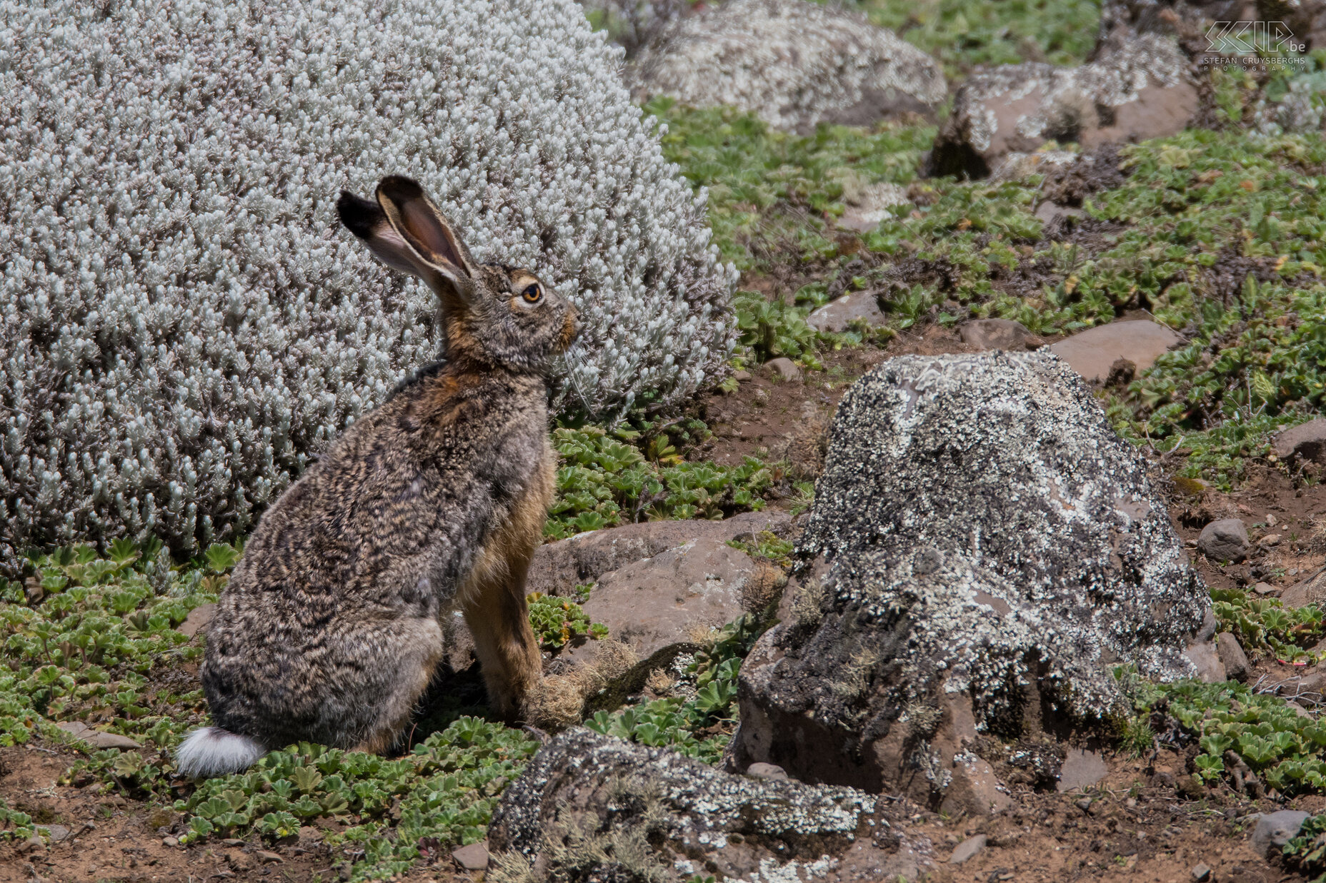 Bale Mountains - Sanetti - Ethiopische hooglandhaas De Ethiopische hooglandhaas (Stark’s Hare / Lepus starcki) is een van de prooien van de Ethiopische wolf. Stefan Cruysberghs